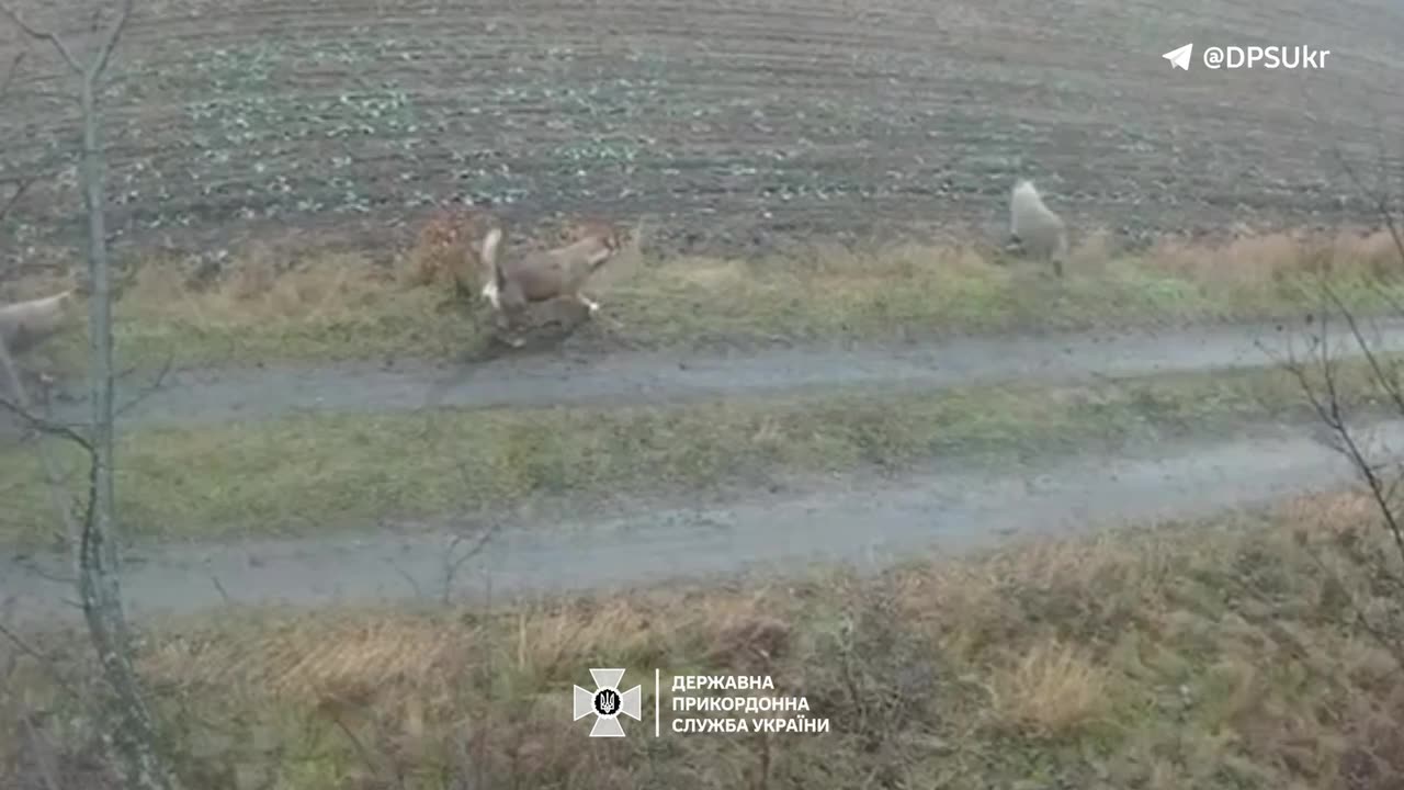 🤫Border guards know everything: even where wild boars go at night This time,