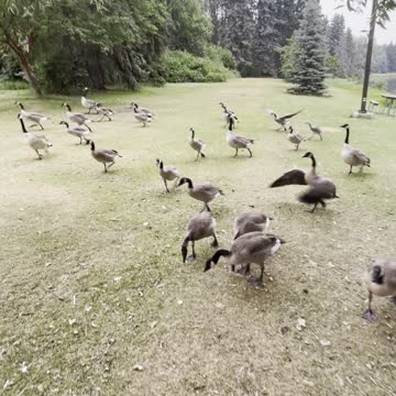 Geese city