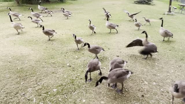 Geese city