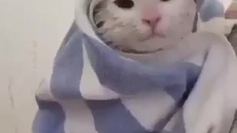 The difference between an Egyptian and a foreign cat