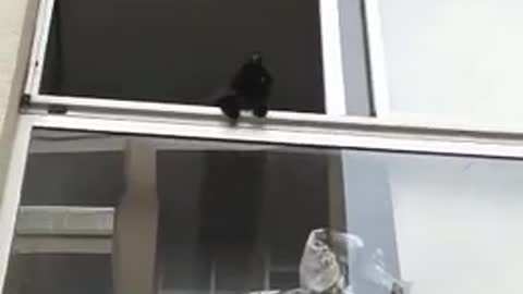 Black kitten staring down from white window