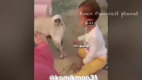 Funny Dog And Cat Video