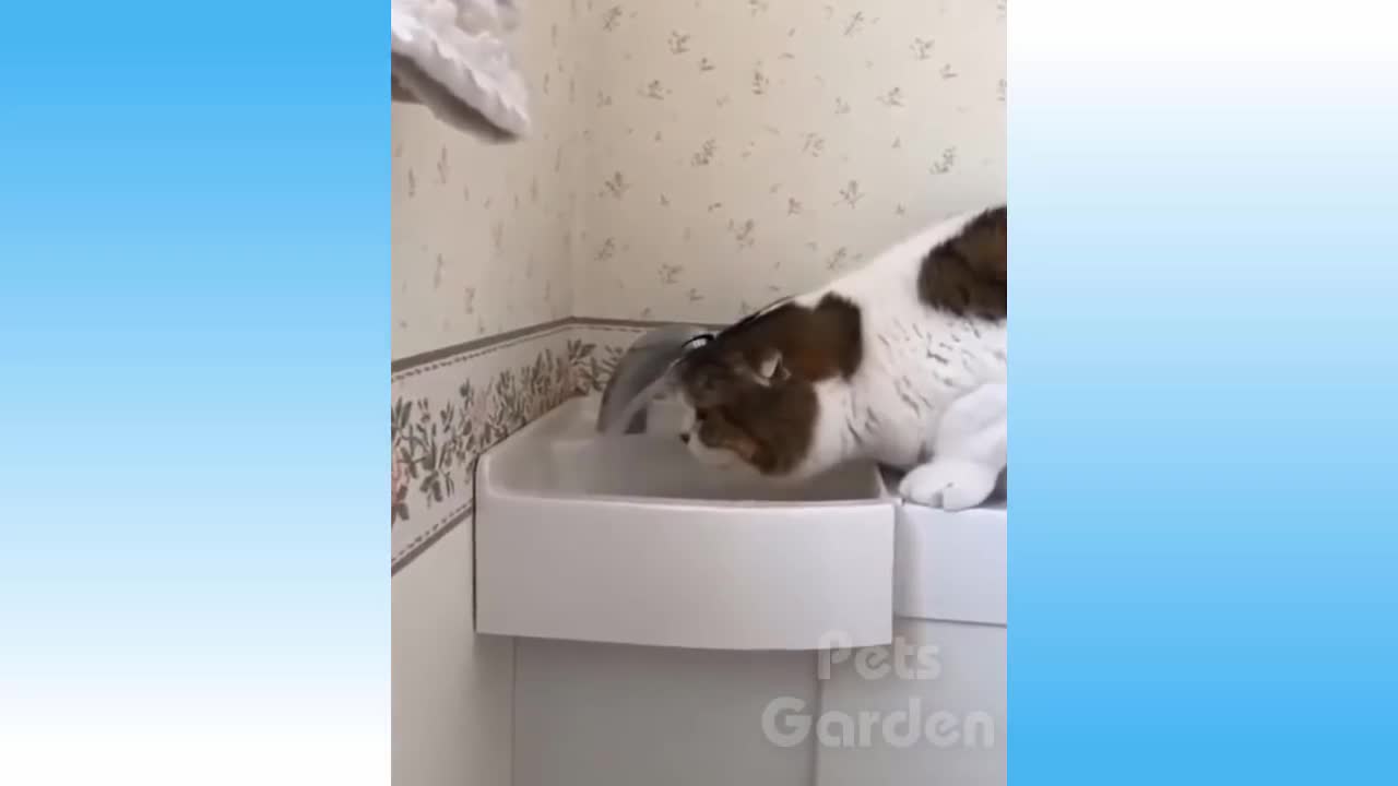 Cute and funny pets | try not to laugh compilation |FunForToday #04