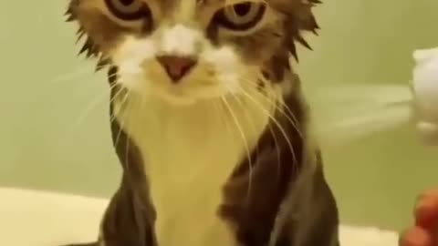 Cute cat