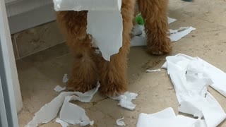 Kipper Got Caught