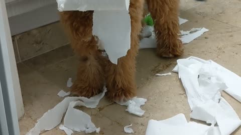 Kipper Got Caught
