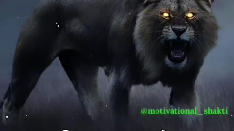 The lion attitude