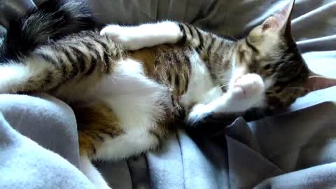 I Will Stretch a Little Leg and Show My Paw Beans