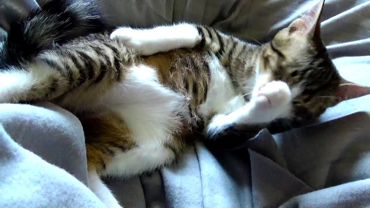 I Will Stretch a Little Leg and Show My Paw Beans