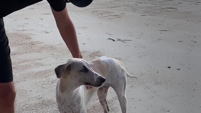 Man Touching the Dog in the Beach