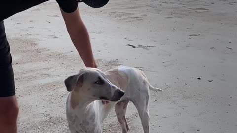 Man Touching the Dog in the Beach