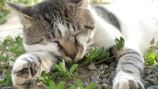 Sleeping cat beautiful video - cute cat is sleeping - funny cat videos