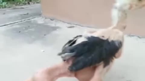 HEN