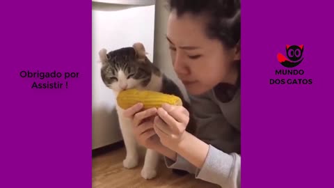 Very cute and funny cats