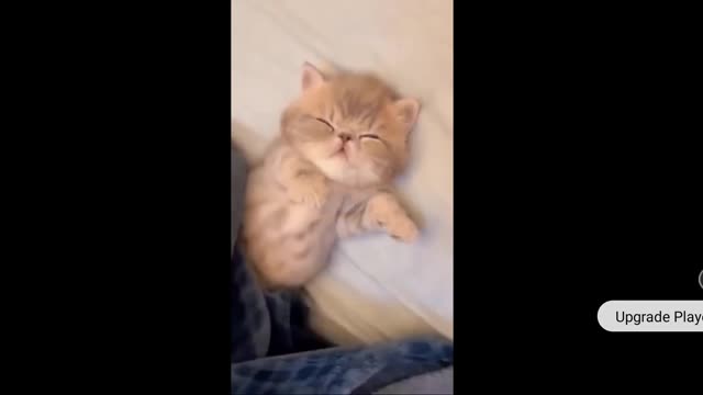 Cat 🐱 Sleeping 😴💤