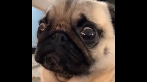 Funny dog video 🐶