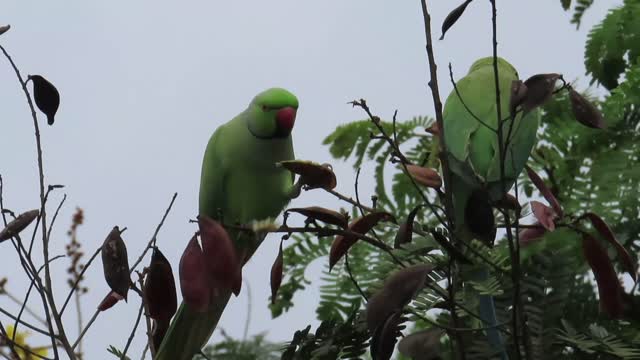 Rose-ringed Parakeet eats seeds