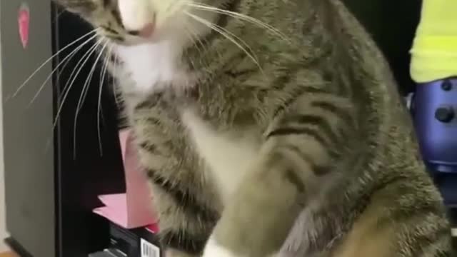 No affection for the kitten