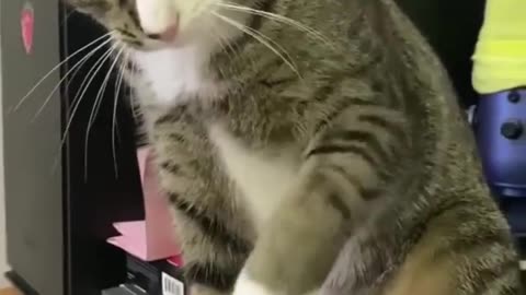 No affection for the kitten