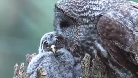 Owl