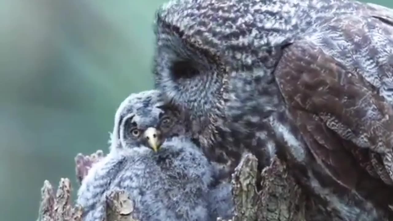 Owl