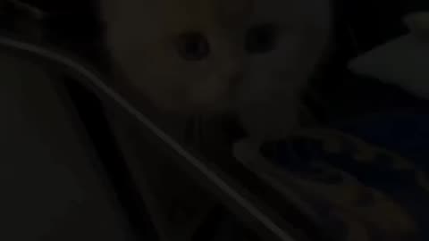 Funny cat | Cute cats |Try not to laugh