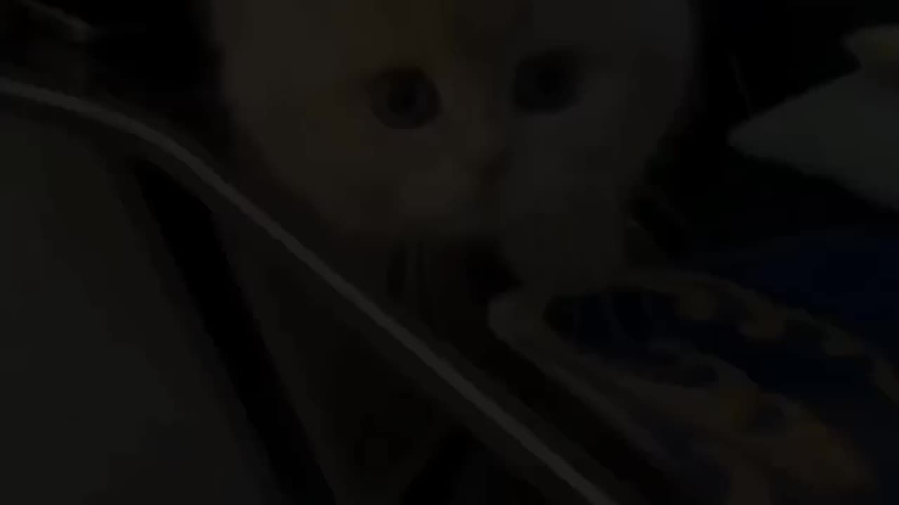 Funny cat | Cute cats |Try not to laugh