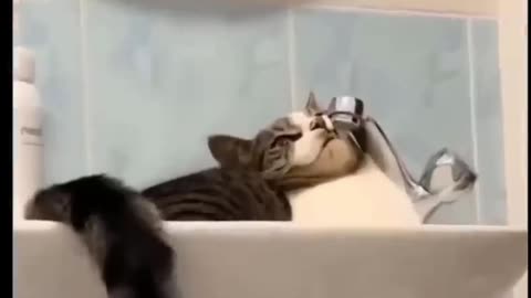 Funny Cat and Dogs 😂Ep1