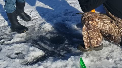 Montana Northern Pike