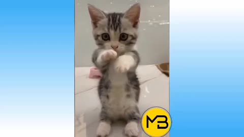 Dummy Cat
