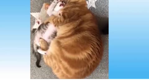 gatos e cachorro engracado