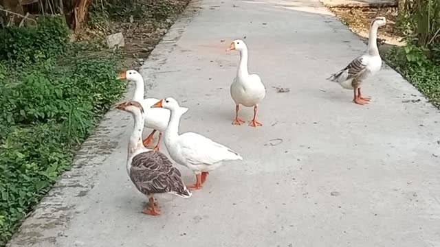 Nice Swan