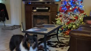 Dixie and Star at Christmas