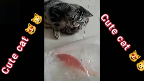 funny moments of cats😻