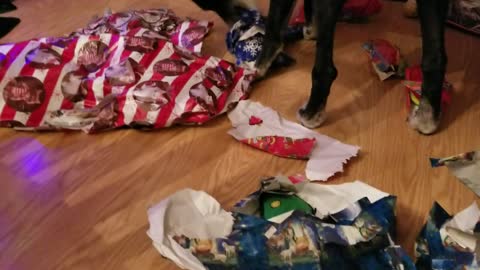 Doggie Christmas gift opening