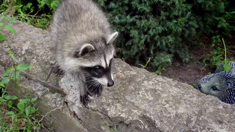 Watch Curious Baby Raccoons Explore a Garden | Wild Child