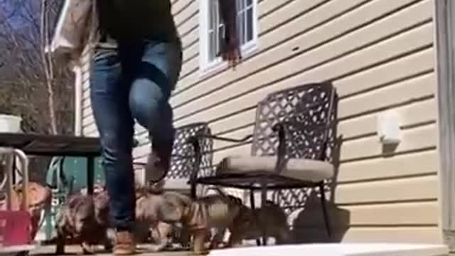 Funny Shar-Pei Puppies