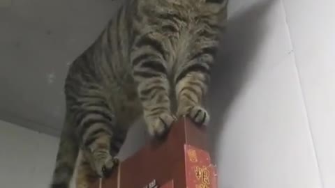 Funny cat video