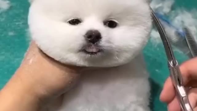 cute puppies doing funny things | cute puppies video |