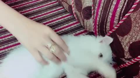 Funny cat