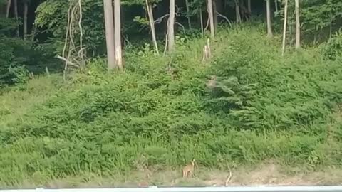 deer and 2 babies