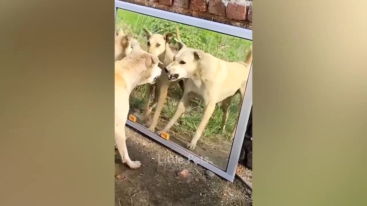 Funniest Animals 2023 😂😂 Best Cats and Dogs Videos