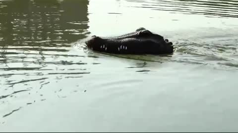 Crocodile Head Racing boat toy 😍