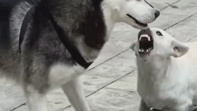 Funny Pet 2021 It's time to LAUGH with Dog's lifes48
