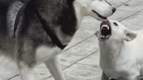 Funny Pet 2021 It's time to LAUGH with Dog's lifes48