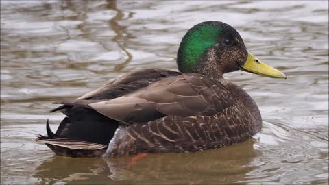 Duck Sound Effects