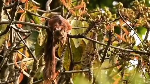 Wildlife in Close view with different perspective.