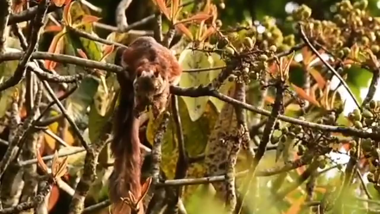 Wildlife in Close view with different perspective.