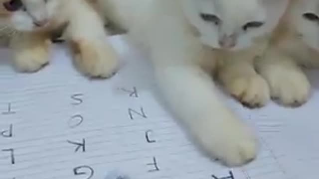 Cat study very funny video