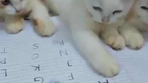Cat study very funny video